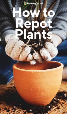 a potted plant with gloves on it and the words how to reppot plants