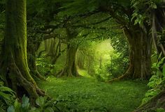 a lush green forest filled with lots of trees and plants stock photo - 55798