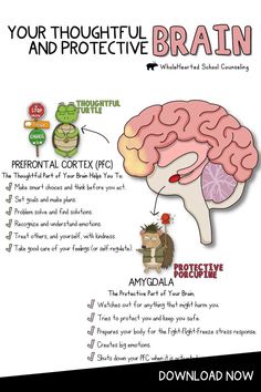 Teachers, Parents and School Counselors! Teach your students, children about the brain and stress response with this trauma-informed, social emotional learning lesson. Help young ones better understand the roles that their Thoughtful Turtle brain (prefrontal cortex) and Protective Porcupine brain (amygdala) play when we experience stress and big emotions. Empower them with calming tools that help with emotion regulation, which will also help you to reinforce compassionate classroom management! Social Emotional Learning Lessons, School Counseling Lessons, Clinical Social Work, The Human Brain, Therapy Worksheets