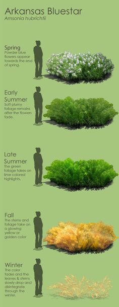 the different types of plants that can be seen in this infographtion poster,