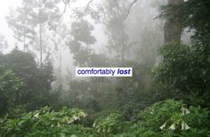 the forest is covered in thick vegetation and fog