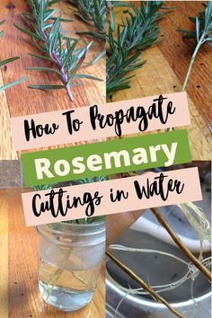 rosemary cuttings in water with text overlay how to propagate rosemary cuttings in water