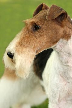 a brown and white dog standing on top of a lush green field