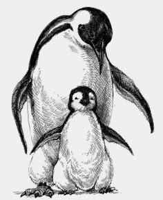 an ink drawing of a penguin and its chick