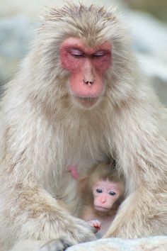 a baby monkey is sitting next to its mother