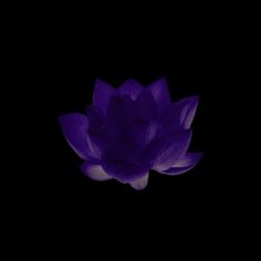 a purple flower in the dark on a black background