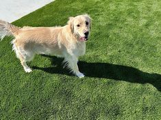 a dog standing on top of a lush green field next to a white frisbee