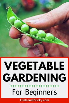 a hand holding a pea plant with the words vegetable gardening for beginners on it