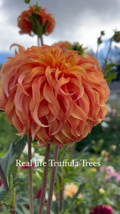 an orange flower with the words real life truffla trees in front of it