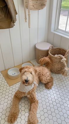 a brown dog laying on top of a white tiled floor next to a bowl and basket