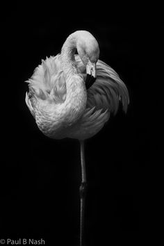 a black and white photo of a flamingo with its head turned to the side