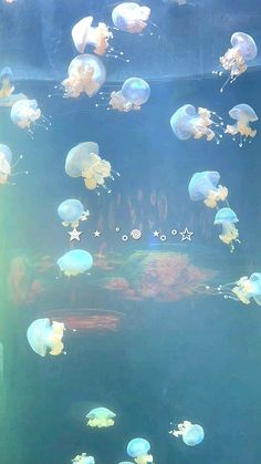 many jellyfish are swimming in an aquarium