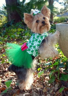 a small dog wearing a green and white dress