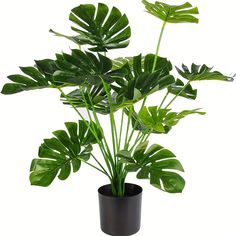 a potted plant with large green leaves in it's black container on a white background