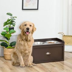 a golden retriever sitting next to his food dish