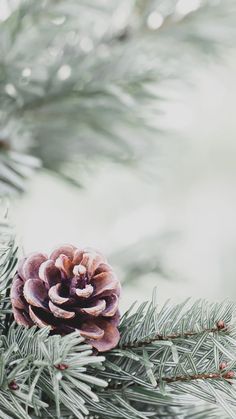 a pine cone sitting on top of a tree branch