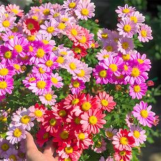 a person holding a bunch of flowers in their hand