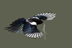 a black and white bird flying through the air