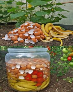 two jars filled with different types of food sitting on the ground in front of plants