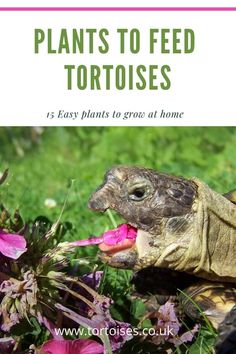 a tortoise eating flowers in the grass with text overlay that reads, plants to feed tortoises