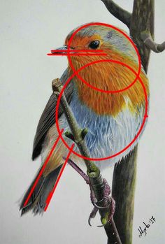 a drawing of a bird sitting on top of a tree branch with red circles around it