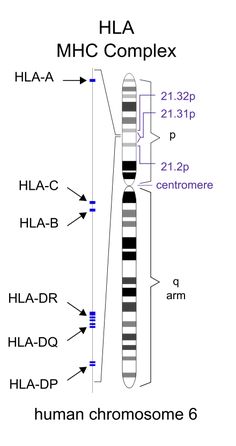 the hla and mhc complex are labeled in this diagram