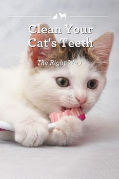 Cats Health, Raising Kittens, Tooth Brushing, Cat Health Care, Cat Stock, Long Haired Cats