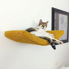 a cat laying on top of a banana shaped pillow next to a framed photo in a room