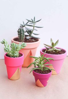 three potted succulents in different colors and shapes