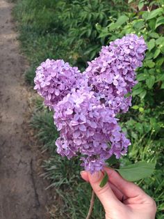 a hand is holding purple lilacs in front of some green bushes and dirt path