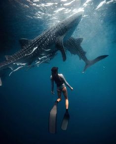 a woman swimming next to a whale in the ocean