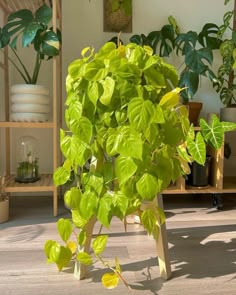 a potted plant sitting on top of a wooden stand