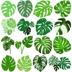 green tropical leaves and plants on white background stock photo - budget conscious, low maintenance