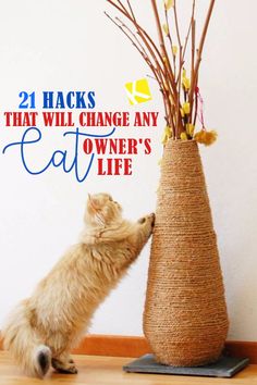 a cat is sniffing a vase that has flowers in it and the caption reads, 24 hacks that will change any owner's life