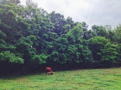 a cow standing in the middle of a lush green field next to some tall trees