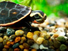 a small turtle sitting on top of rocks in an aquarium filled with plants and gravel