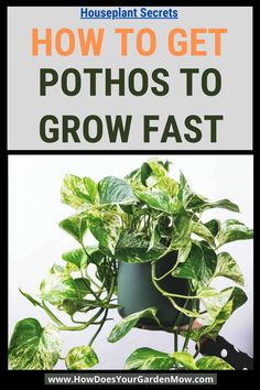 how to get pothos to grow fast Fast Growing Plants, Fast Growing, In The Wild, Growing Plants, How To Grow, The Wild, To Grow, Plants