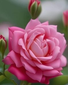 a pink rose is blooming in the garden