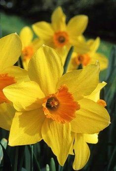 yellow daffodils are blooming in the garden