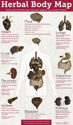 Herbal Body Map - Inside Out Beauty | G Baldwin & Co Medical Herbs, Magia Das Ervas, Body Map, Natural Healing Remedies, Healing Remedies, Home Health Remedies