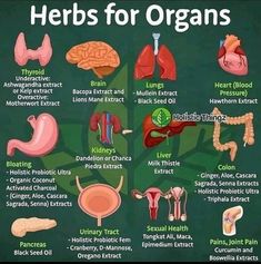 Herbal Remedies Recipes, Info Board