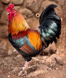 a colorful rooster standing on top of a dirt field