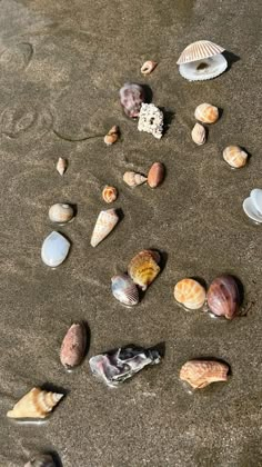 several seashells and shells on the sand at the ocean's edge,