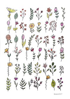 various flowers and leaves drawn in ink on white paper, each with different color scheme