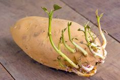 a close up of a potato on a wooden surface with roots growing out of it