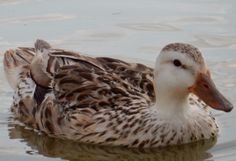 a duck floating on top of a body of water