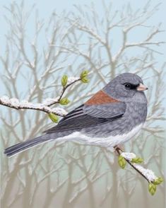 a bird sitting on top of a tree branch with snow covered branches in the background