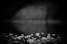 small white flowers are growing in the dark, black and white photo with light coming from behind them