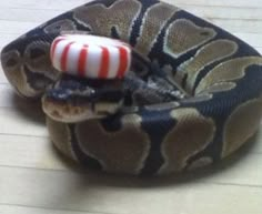 a close up of a snake with a candy cane on it's back end