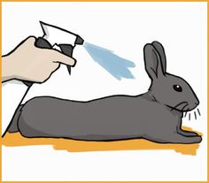 a rabbit being examined by an animal doctor